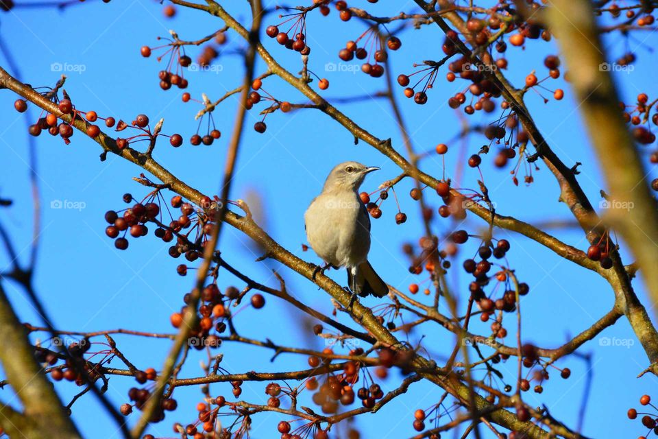 Bird in Berry bush blue sky background
