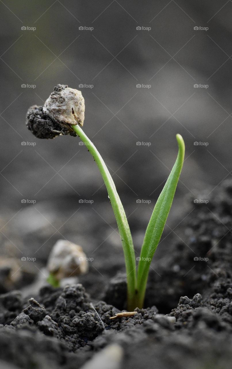 Plant seen from the ground in spring 