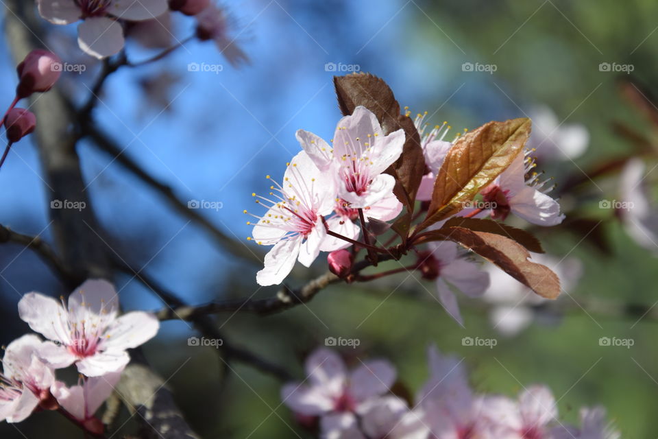 Spring time and flowering branch