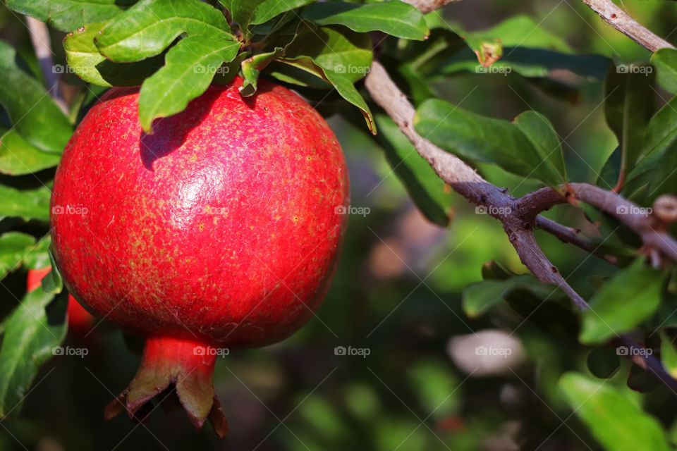 A ripe pomegranate hanging on a tree