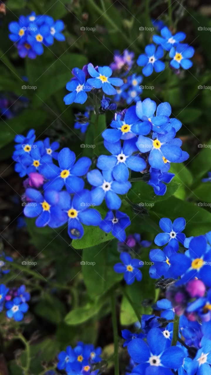 весна, цветы