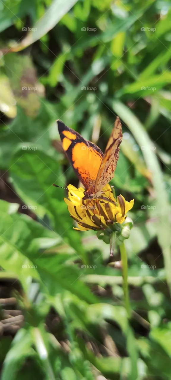 butterfly