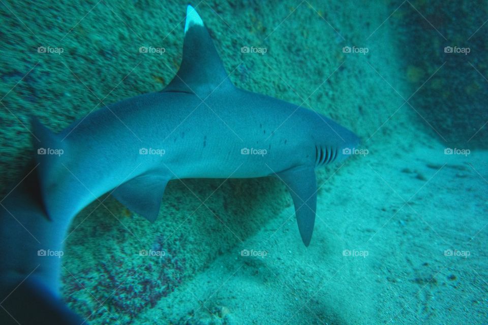 white tip shark