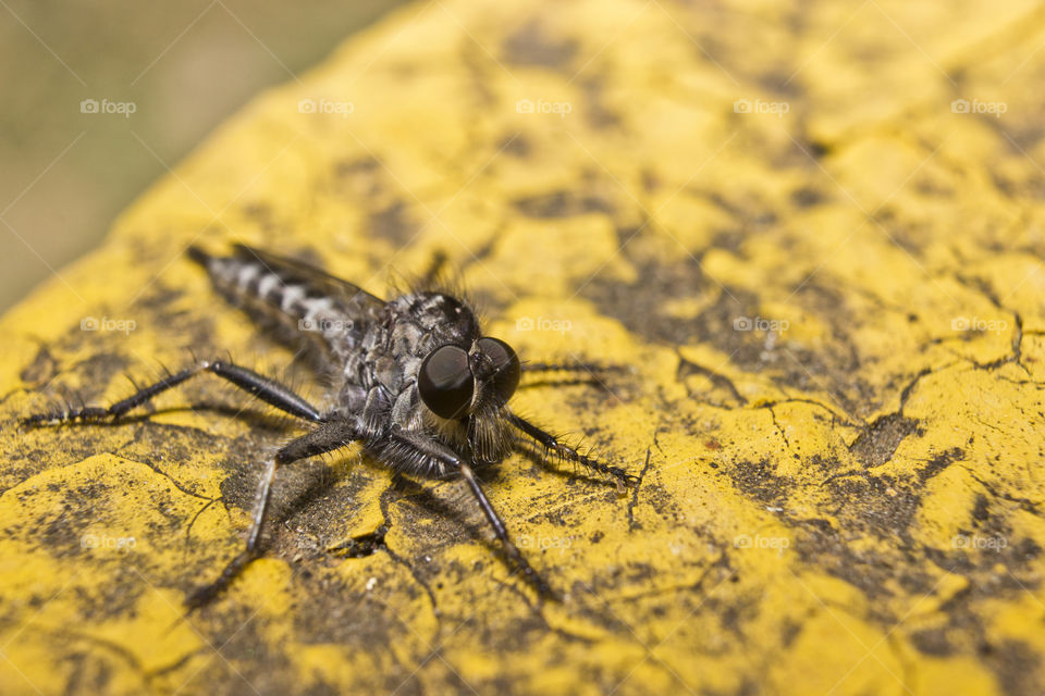 robber fly sitting on a yellow service