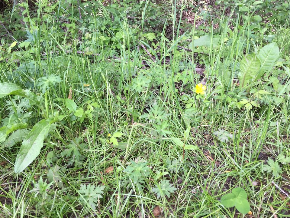 Buttercup in the undergrowth 