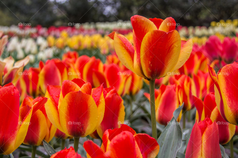 Tulips