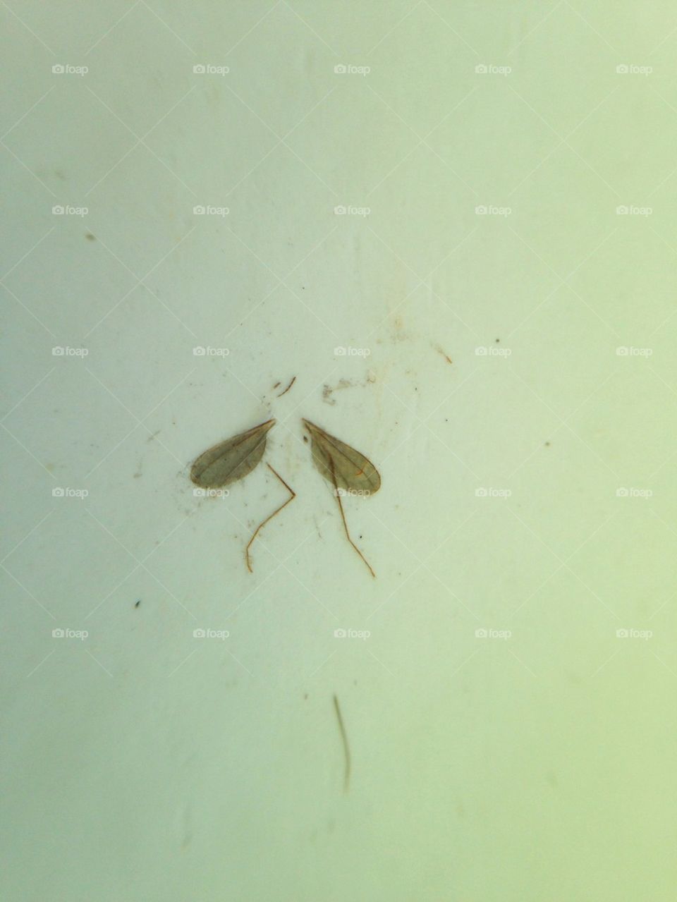 Wings without no body