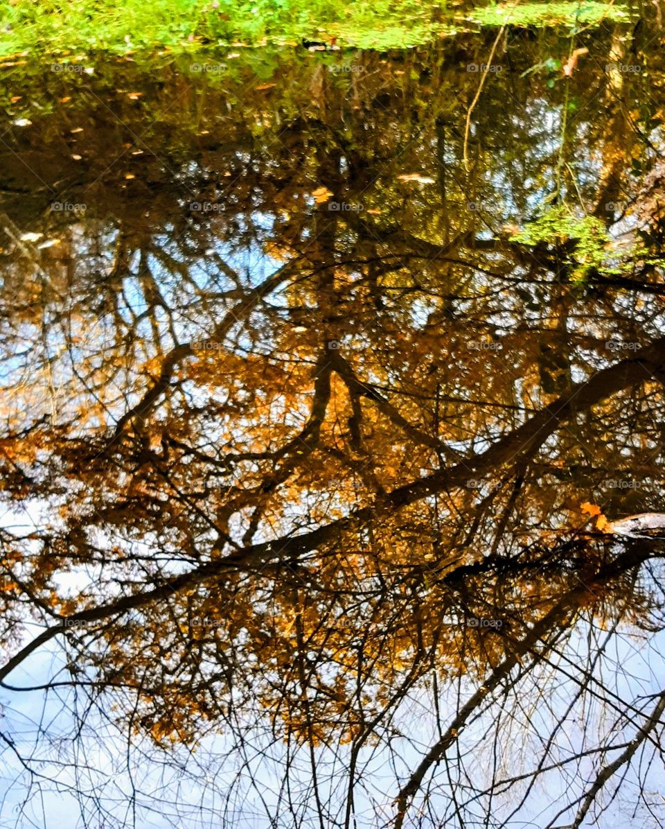 Autumn reflections optical illusion. Tree with orange autumnal colours reflected upside down in a body of water.