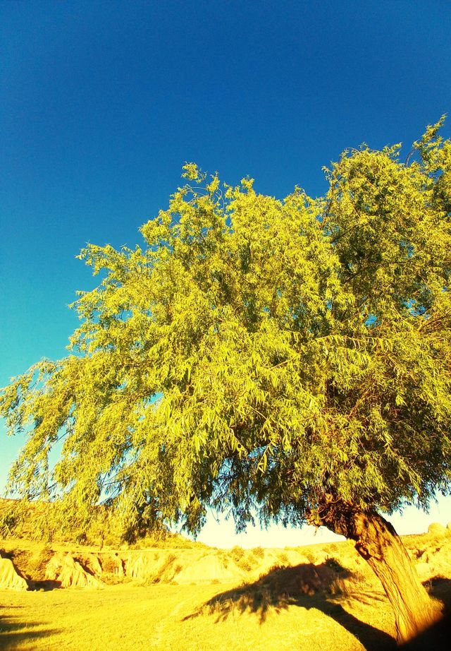 willowtree