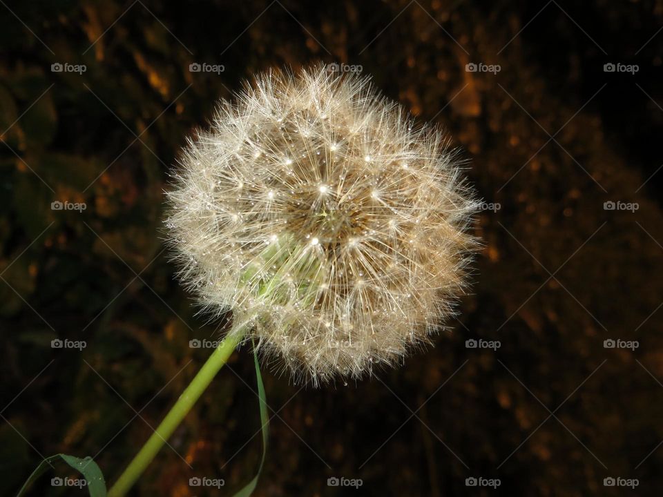 The Dandelion 