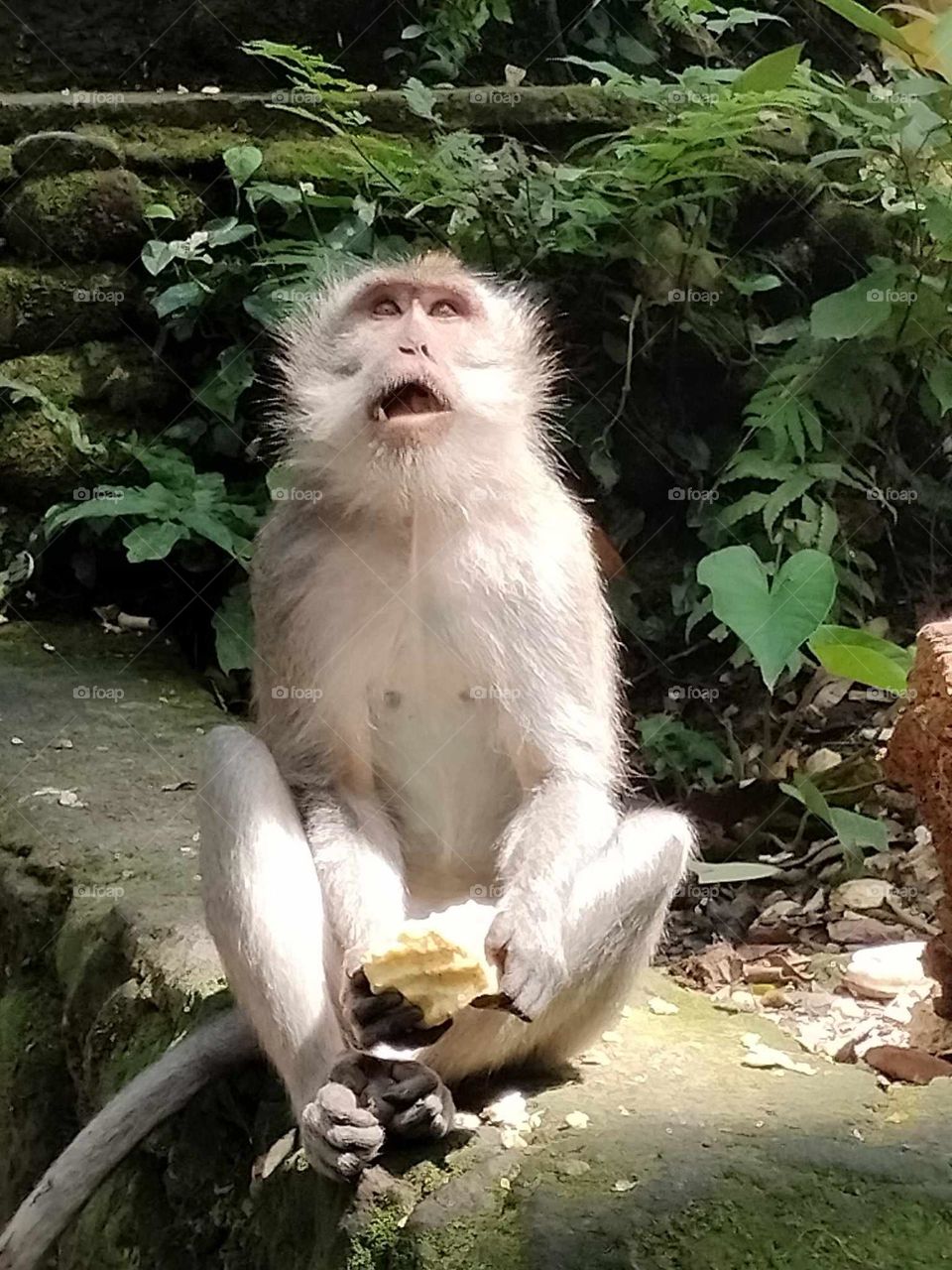 Confused monkey