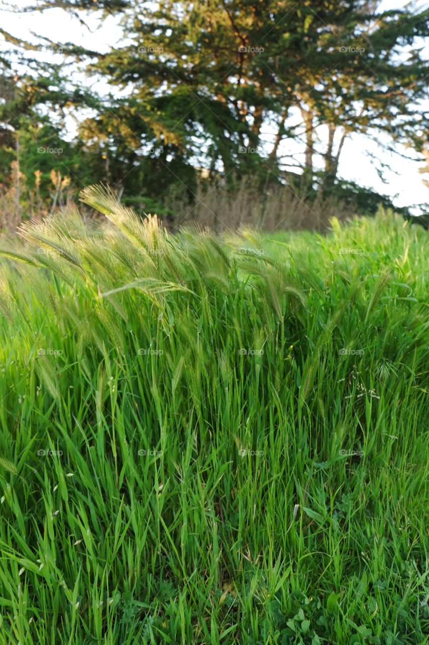 Grass blowing in the wind