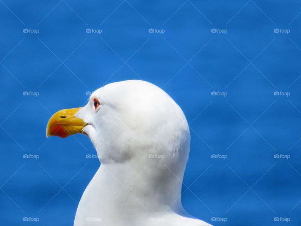 Italian seagull 