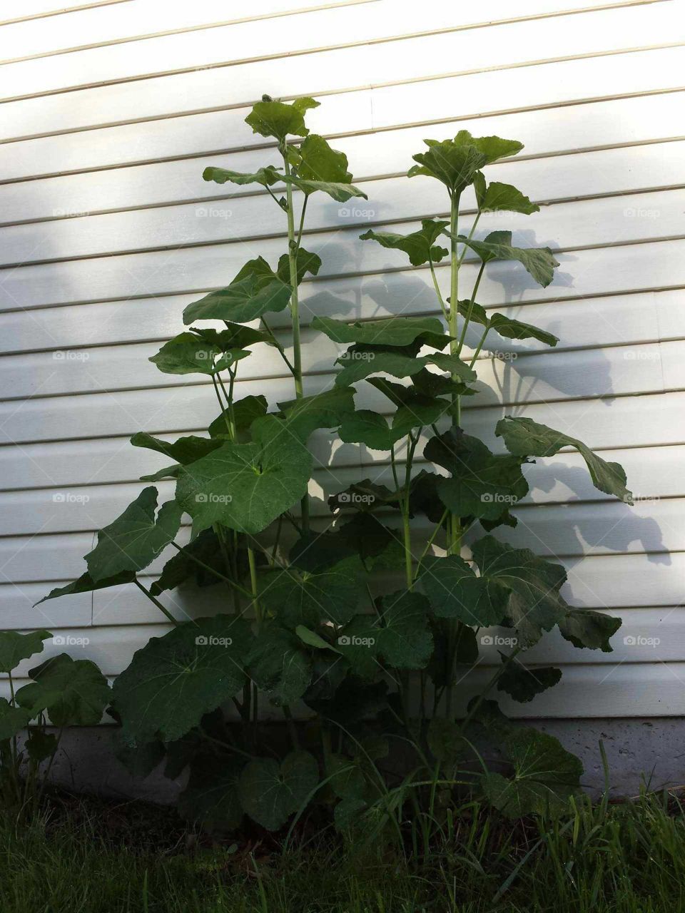 young hollyhock plants