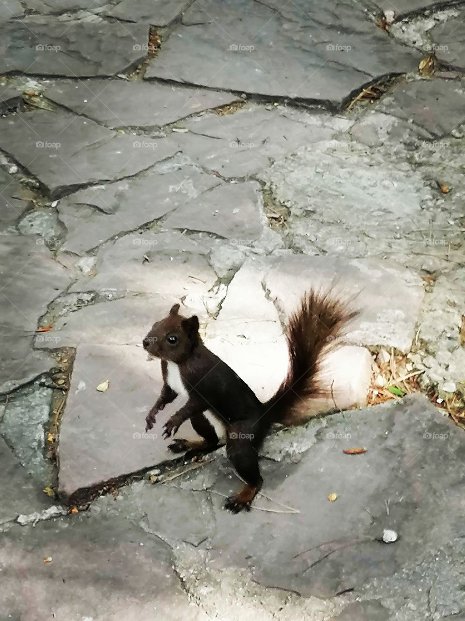 Squirrel in the city