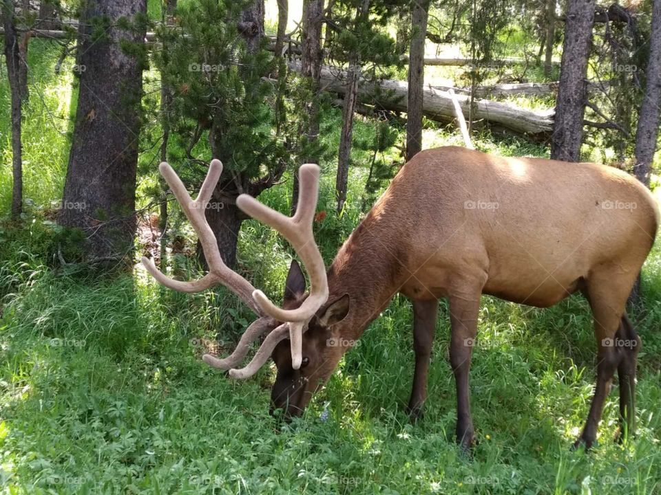 Beautiful Elk at the Yellowstone National Park. Velvety antlers grow during the mating season and then are shed later 