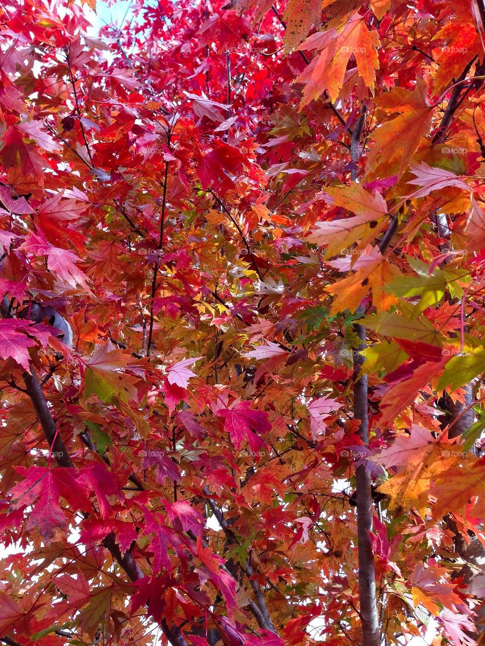 Red tree leaves