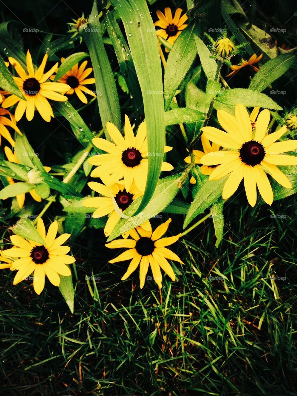 green flowers yellow plants by jmh