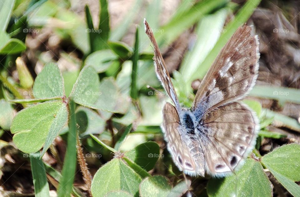 Butterfly in the garden