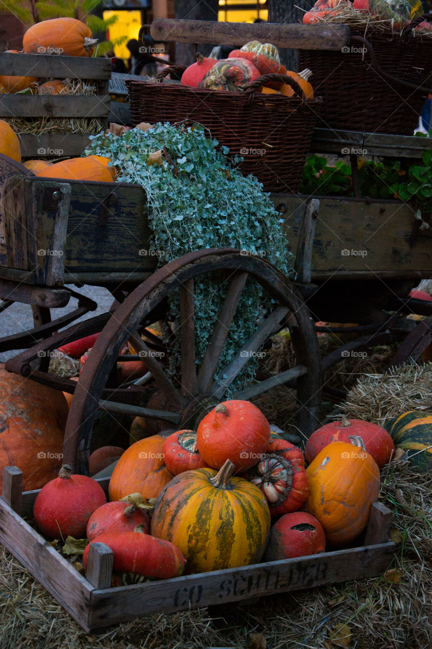 Close-up of halloween pumpkins in market