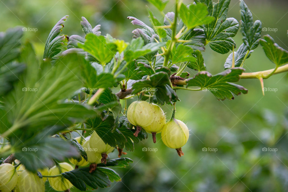 Gooseberry on a bush.