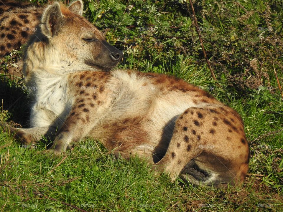 A close up of a hyena 