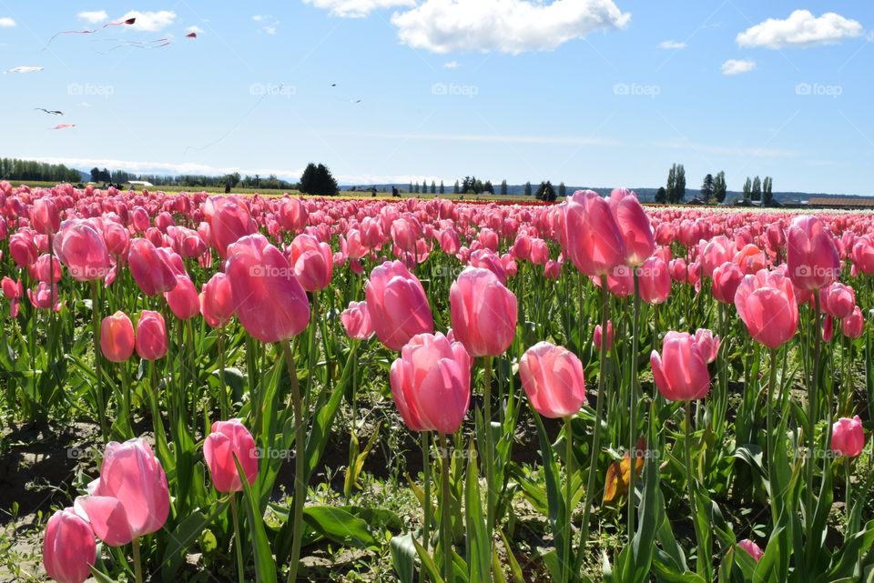 Tulip fields!