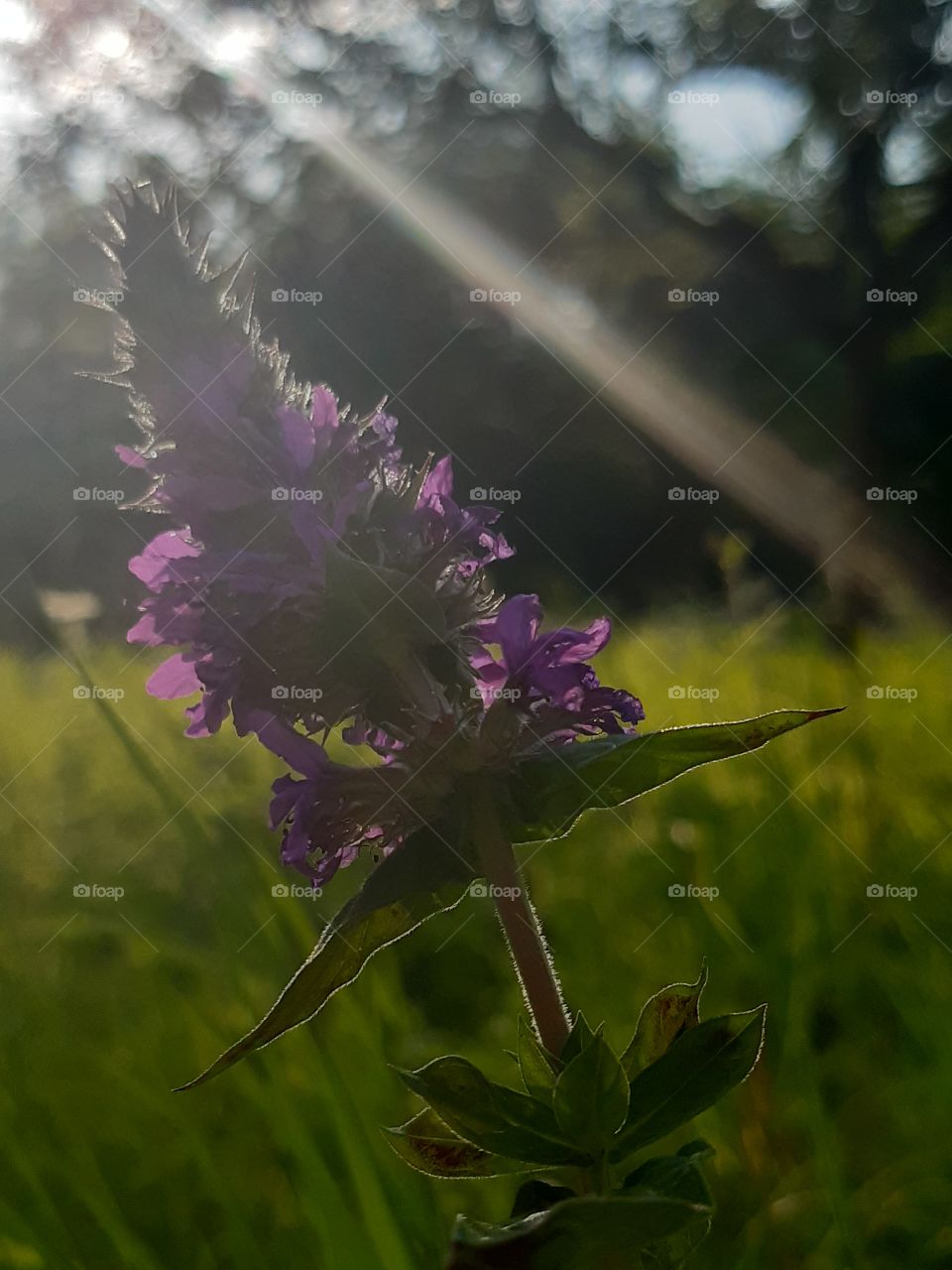 Purple loosestrife