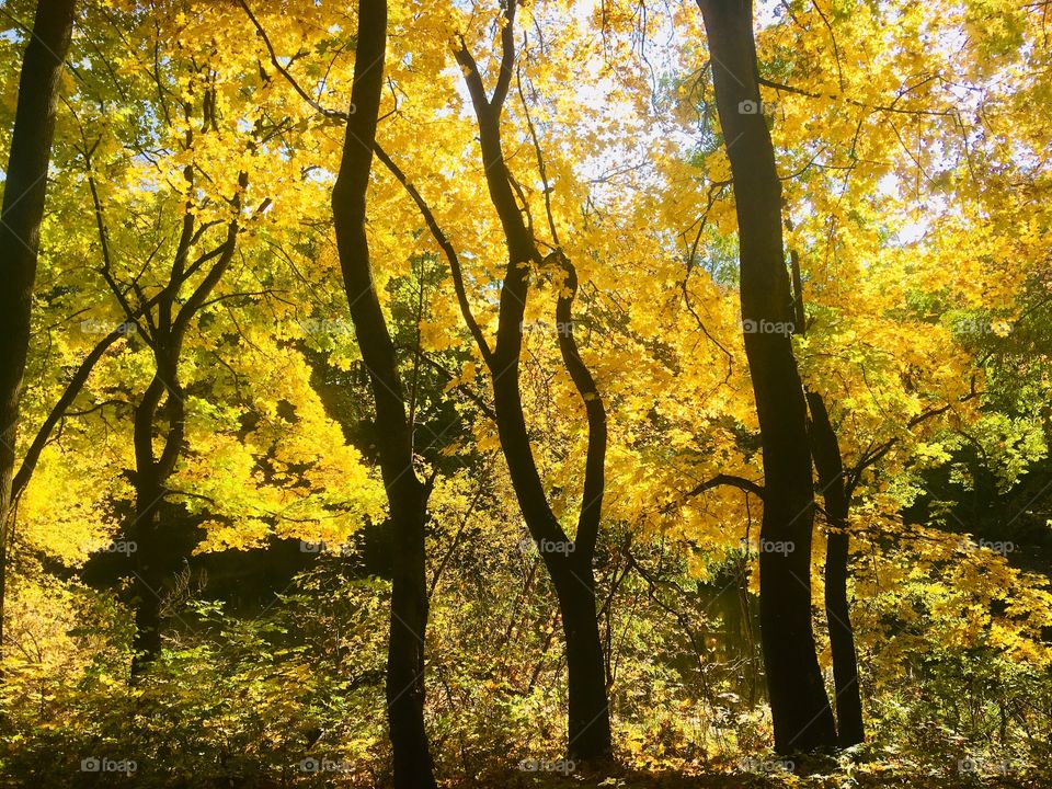 Yellow forest 