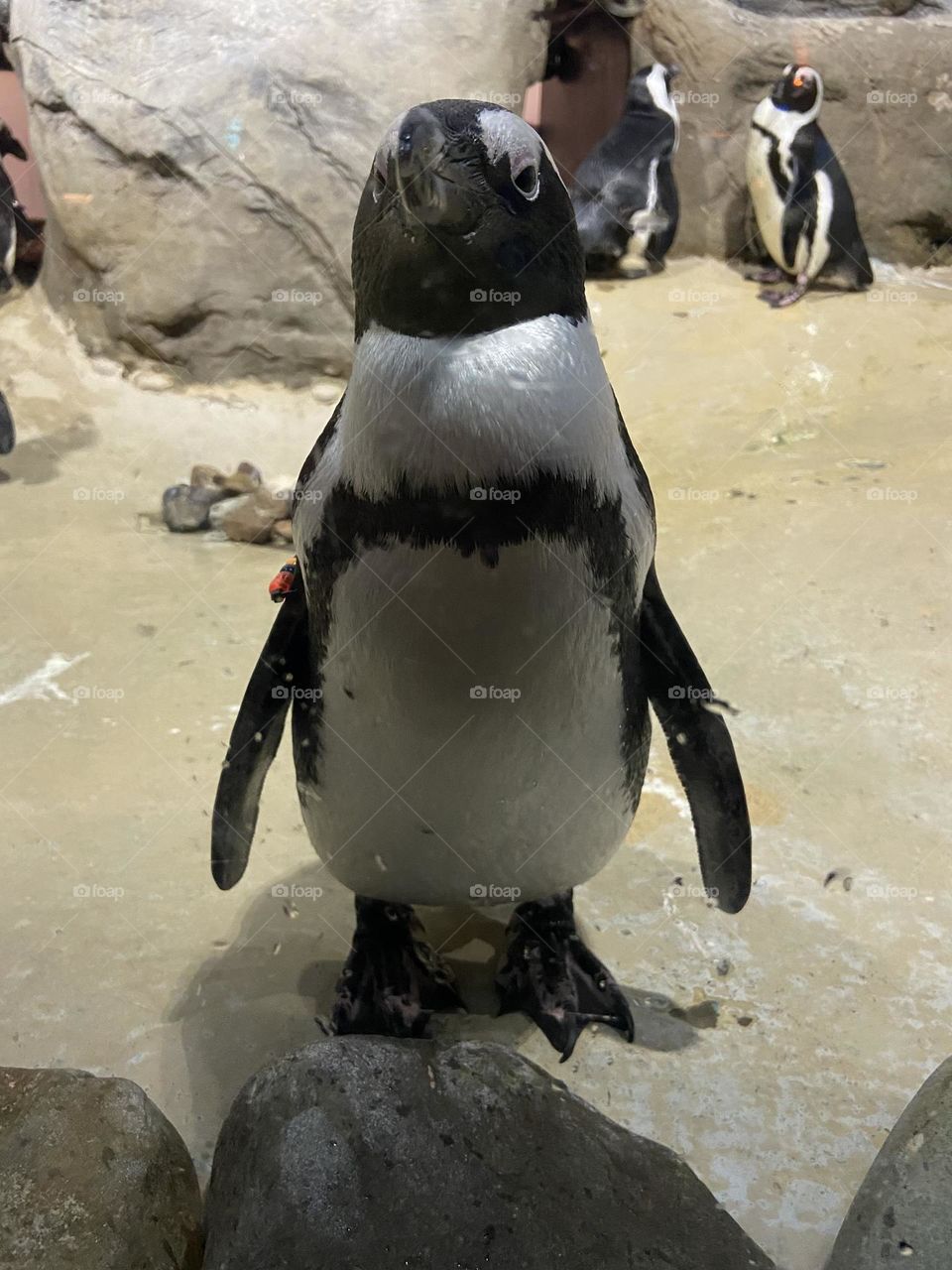 A curious penguin stares back at me from his enclosure at Jenkinson’s Aquarium in Point Pleasant Beach, NJ. 