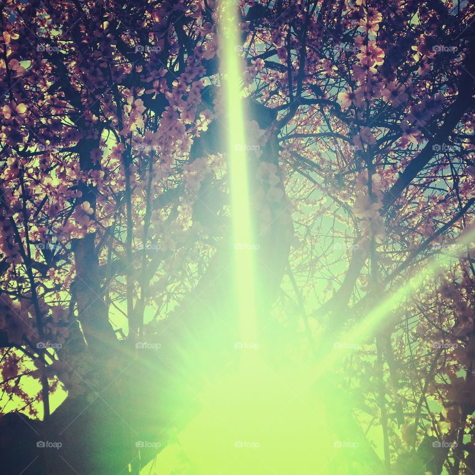 spring. blossoms tree next door