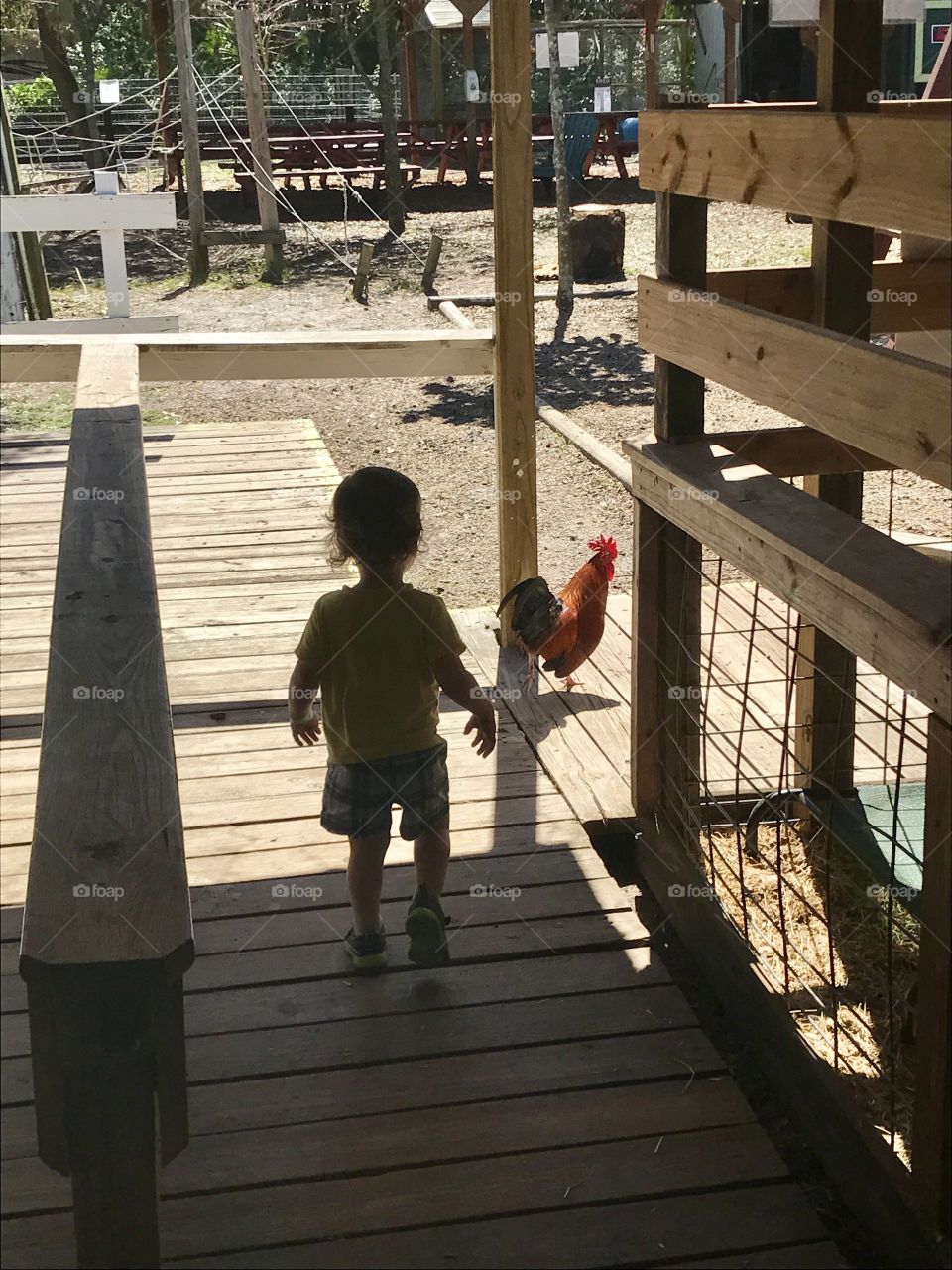 Chasing roosters