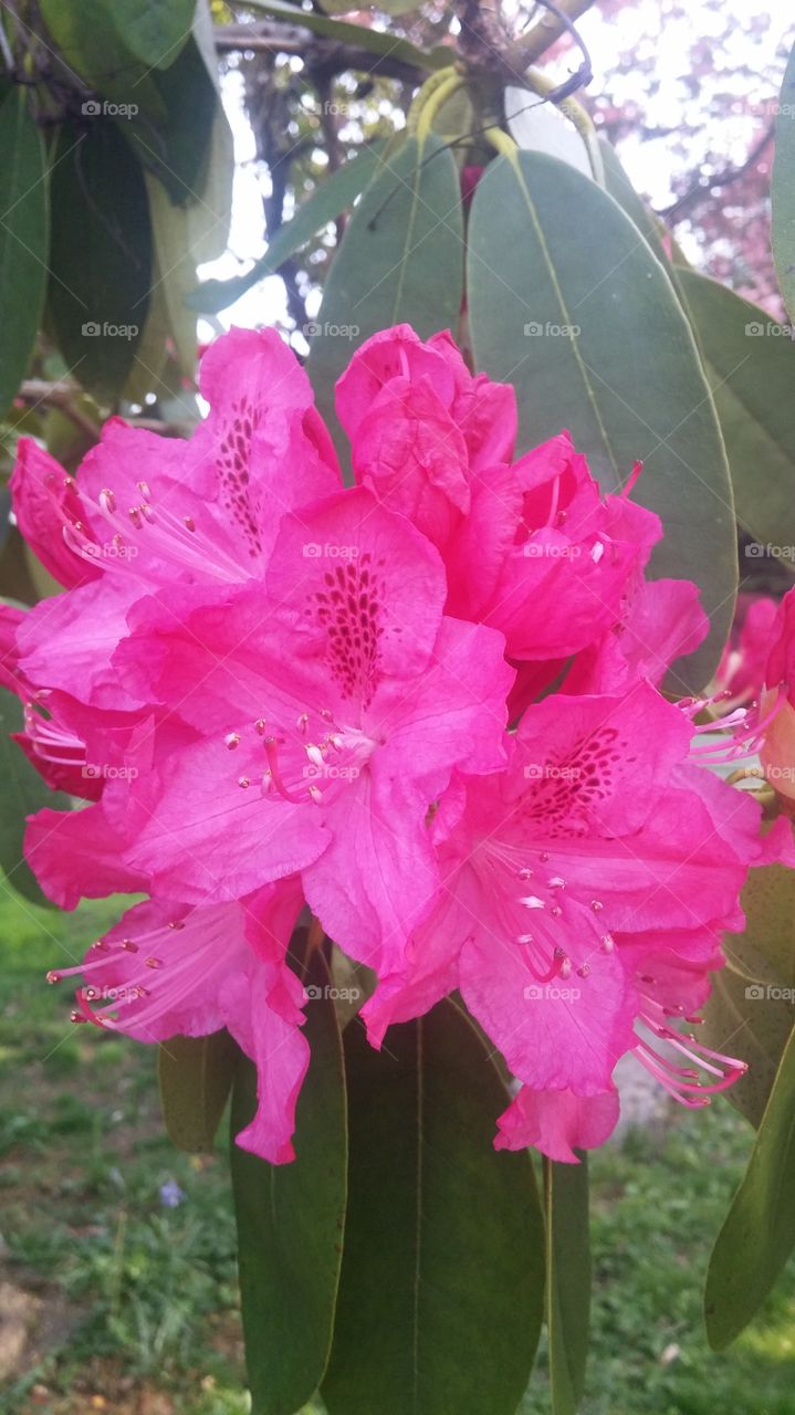 rhododendron. hot pink rhododendron