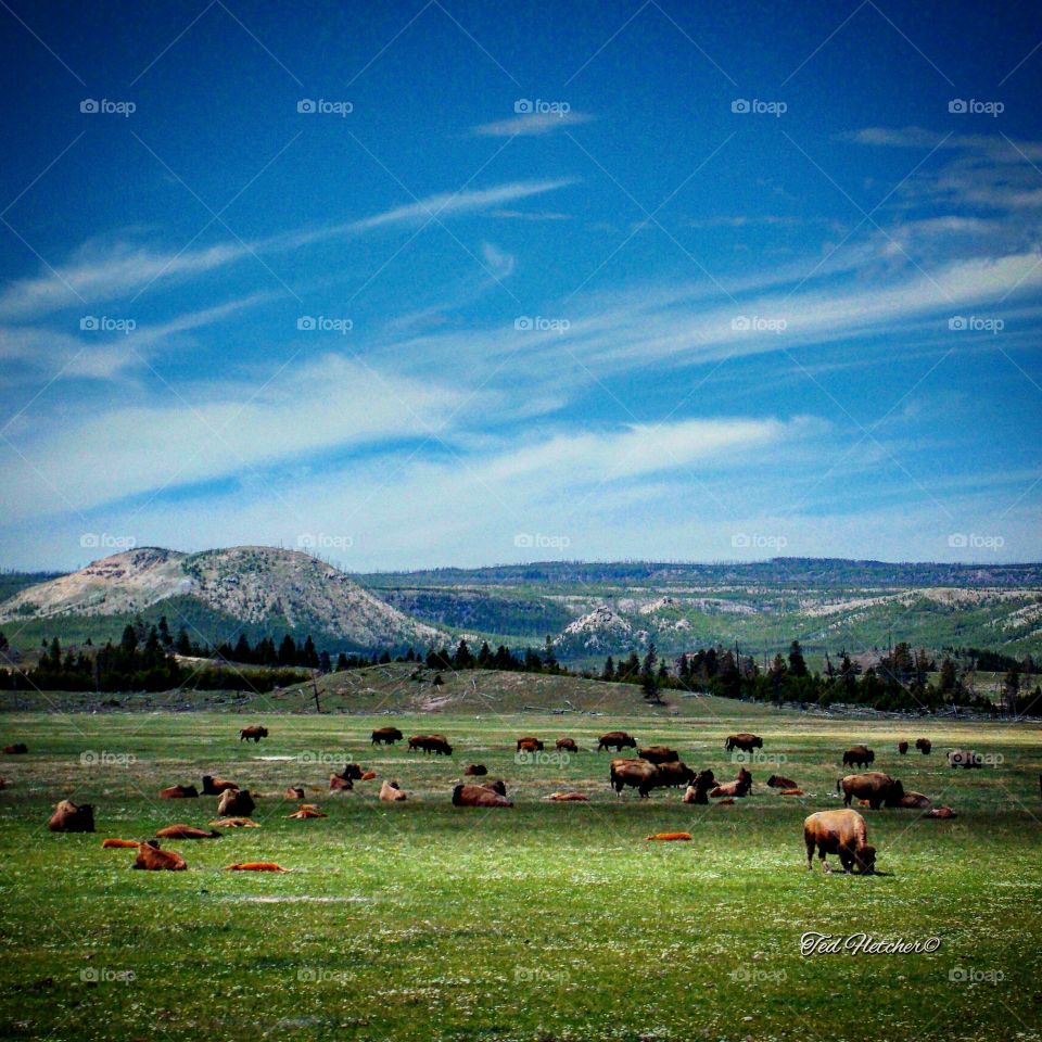 hat time we stopped for lunch in the rv @yellowstonenps . . . and watched the buffalo as we ate. They had taken over the highway near the bacterial mat, and people were stuck for hours. Thankfully, being in a motor home we had a restroom for the 7 of us, kitchen, beds and goodies. I could watch them for hours. @gorving is the only way to travel. #travelchanel #travelphotography #natgeoit #naturephotography #natgeo #natgeotravel #yellowstone #landscapephotography #nps #nationalparks #vacation #summer2k13