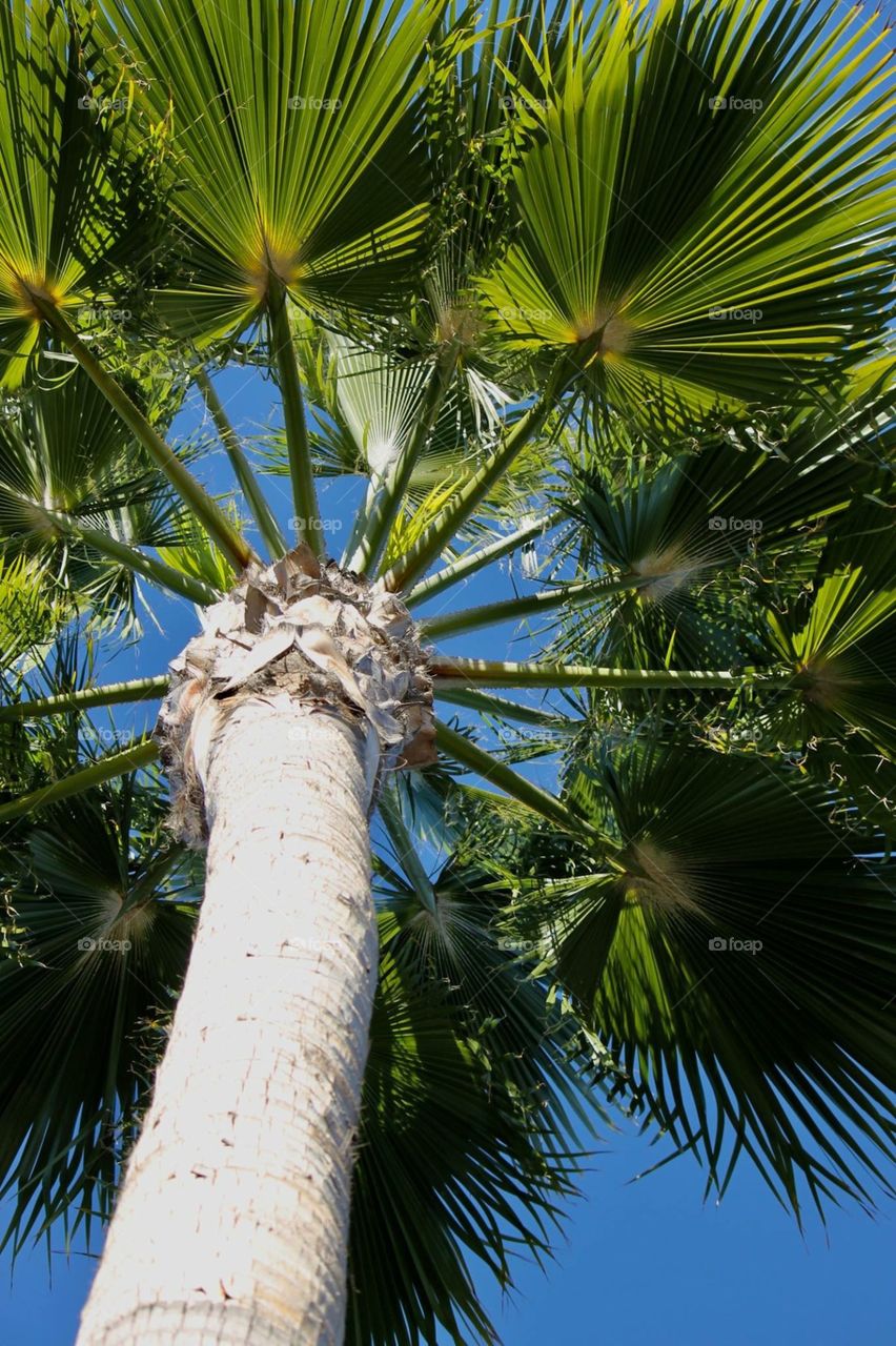 Just a palm tree looking up from underneath 
