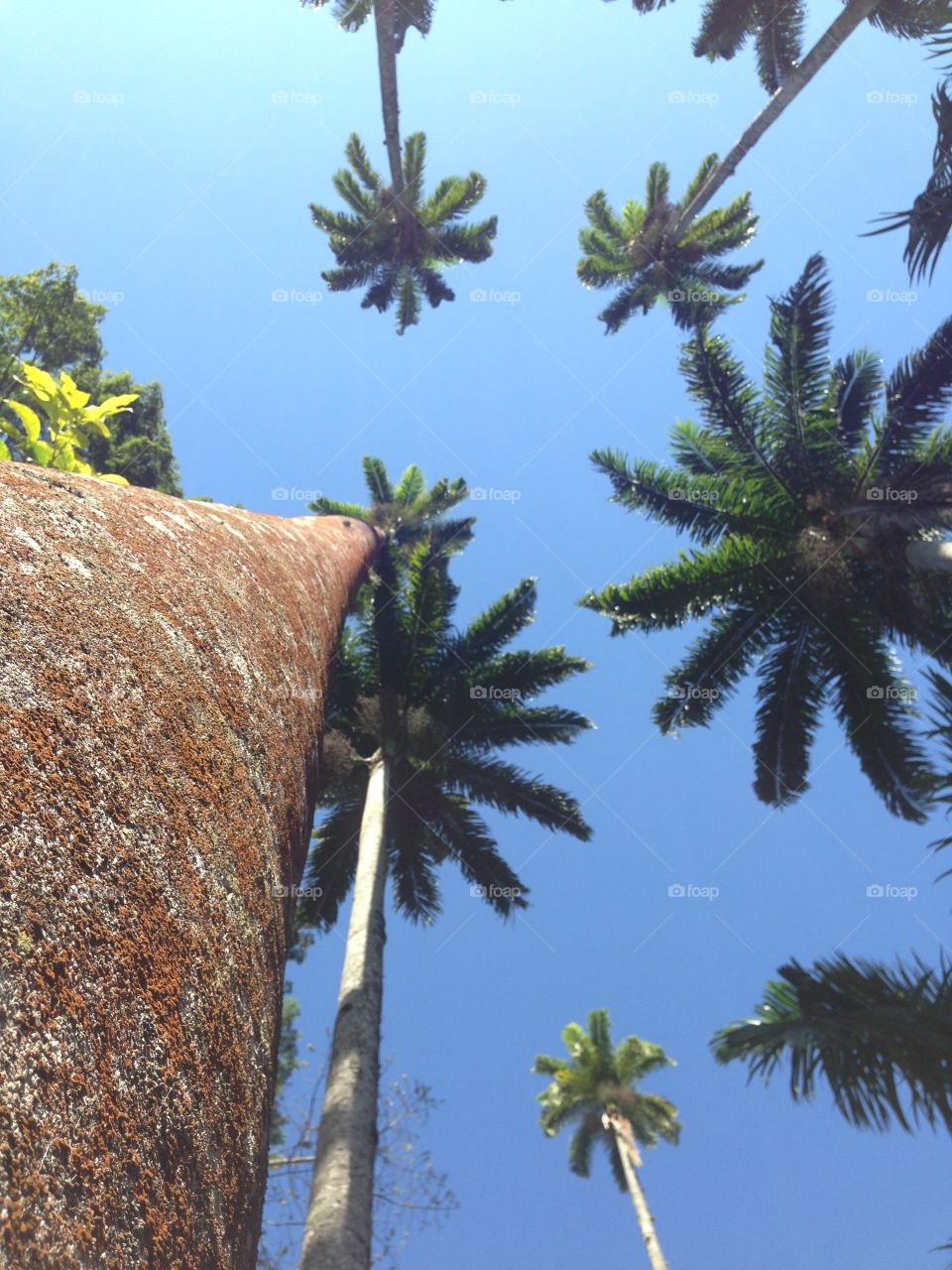 Parque Lage. O Brasil tem o que mostrar verticalmente também.