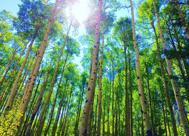 Aspen Forest