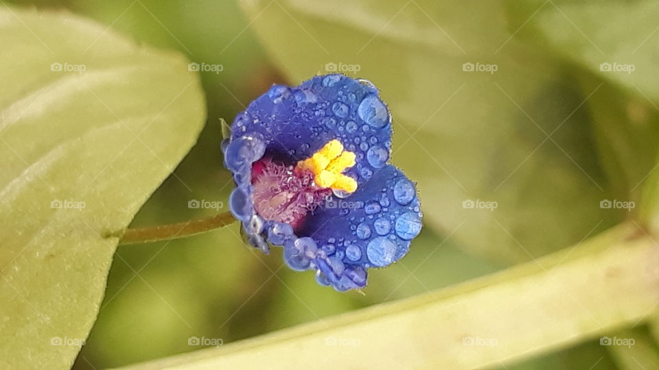 dew drops rush hour.