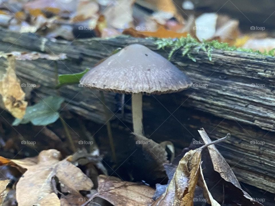 Mushroom 