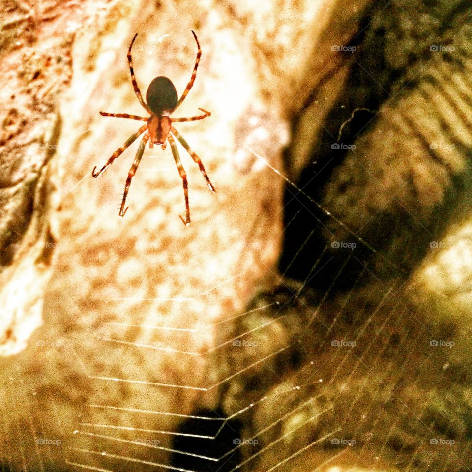 Cave spider