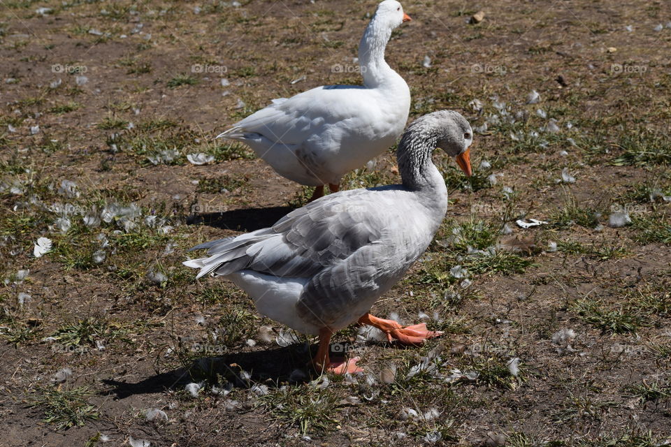 White Goose