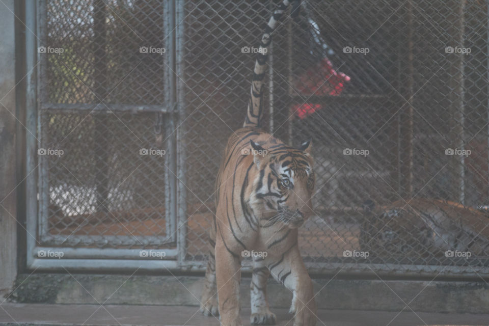 Tiger in cage