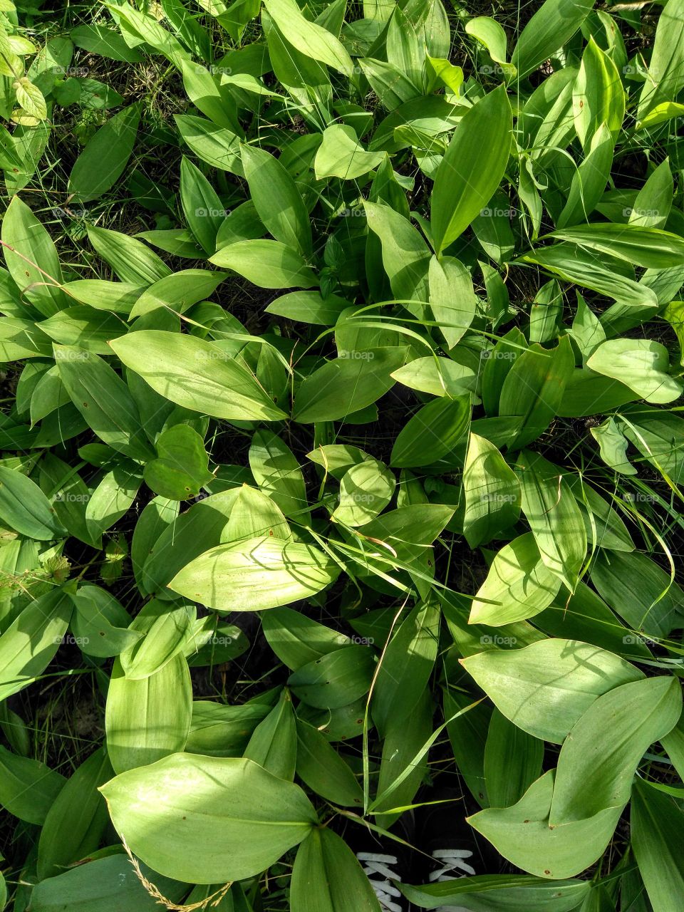 green leaves growing in the park summer time