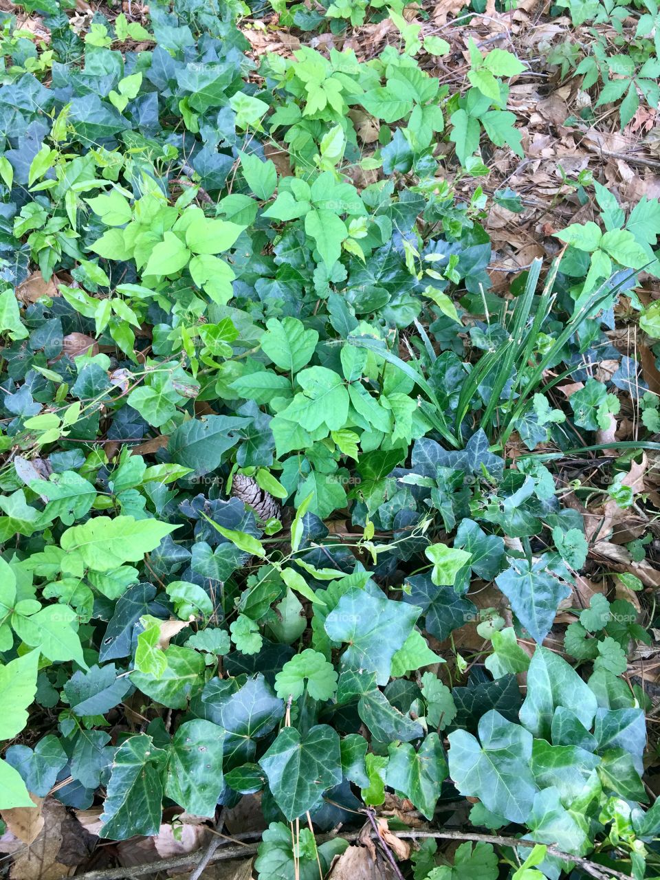 Poison Ivy on the ground.