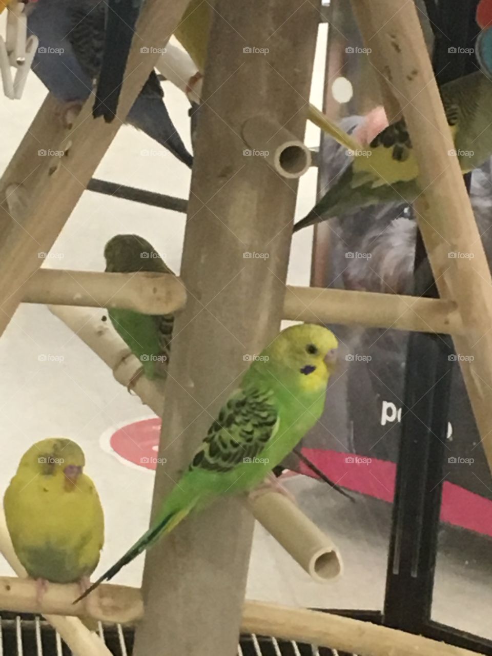 Pet Store Birds