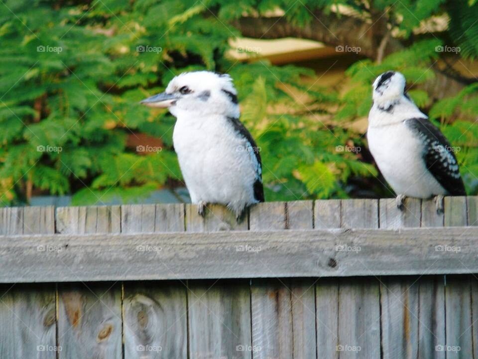 Kookaburras on a fence