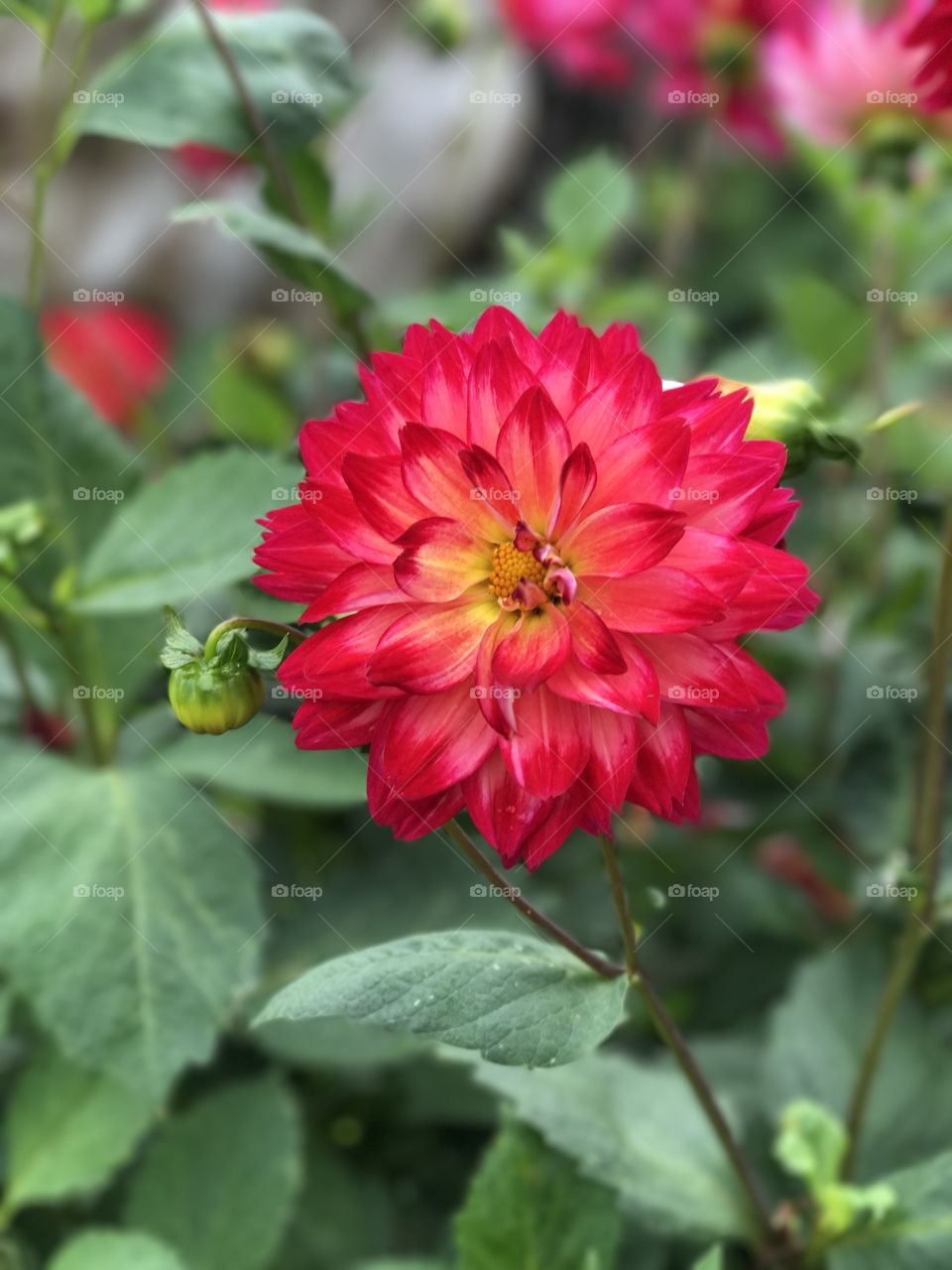 
Red Flower 