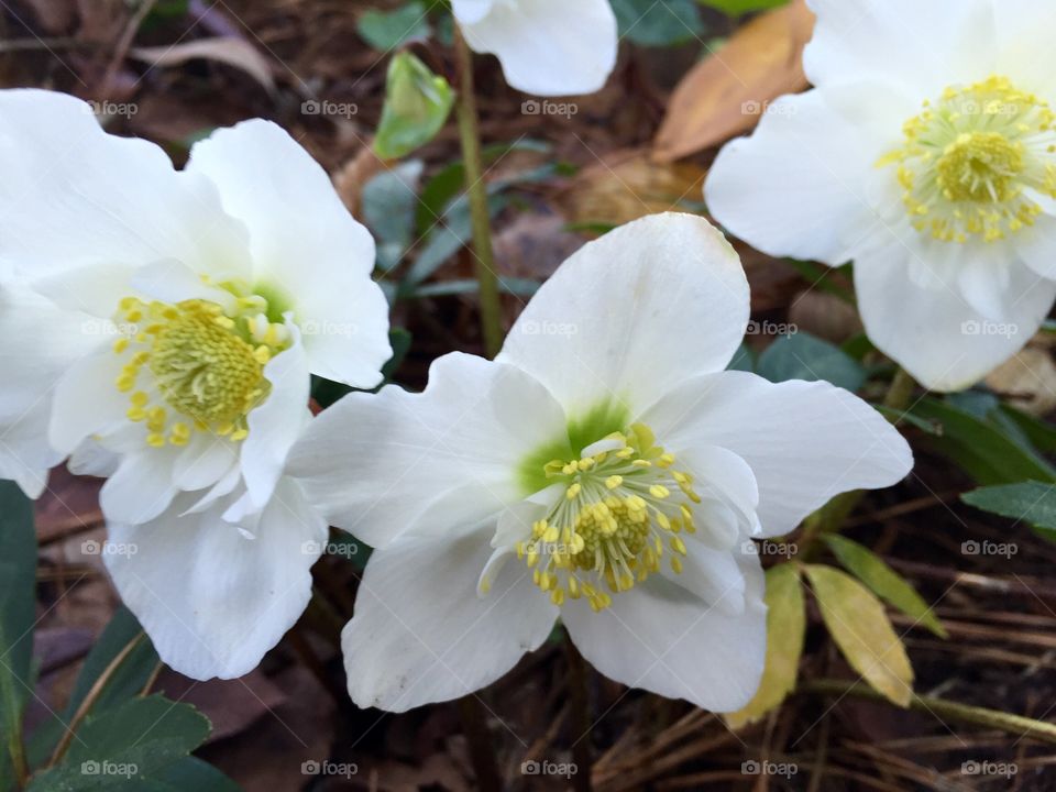 December roses