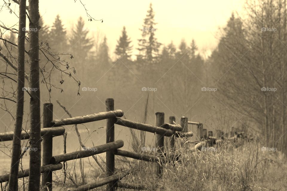 A sepia toned shot of a wooden farm fence line. There are long grasses,shrubs and small trees in the foreground, a misty field behind and tall fir trees in the background. 
