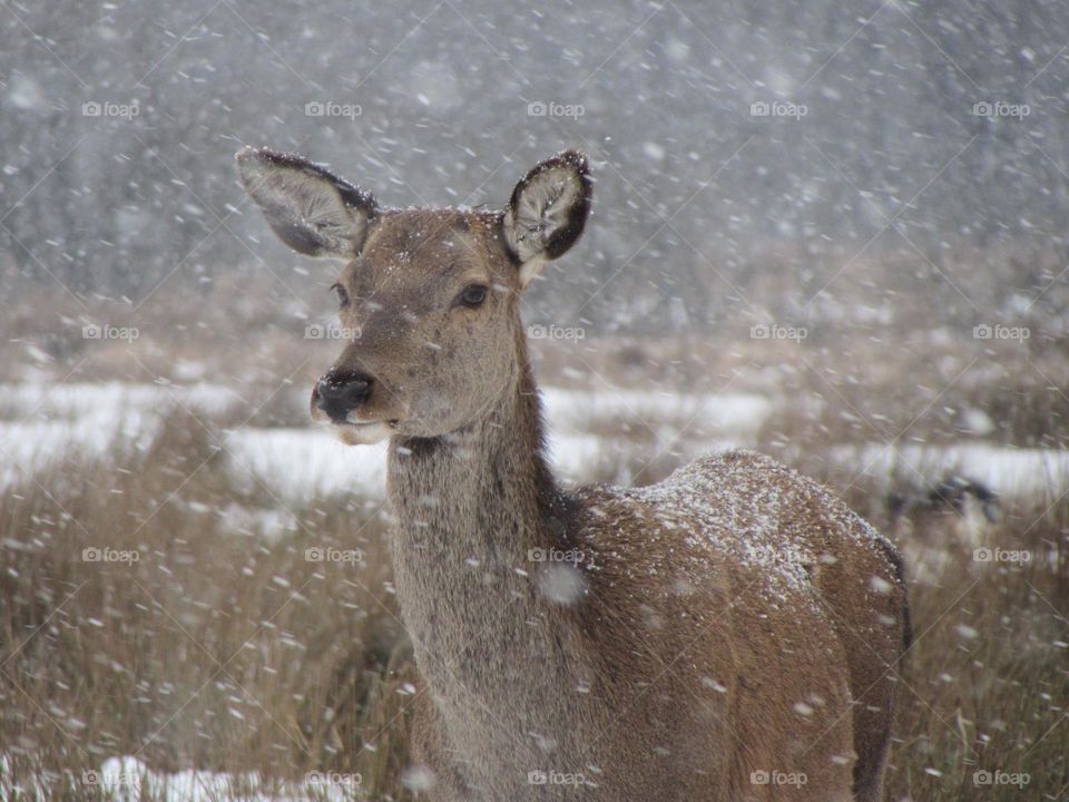 Deer and snowfall